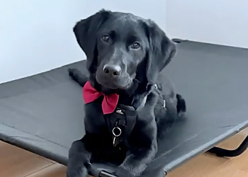 World of Difference K9 Dog Training - Aurora, ON Dog Trainers - Dog Image