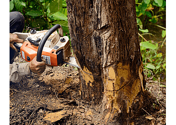Ottawa Services d'arboriculteur Wright Tree Service