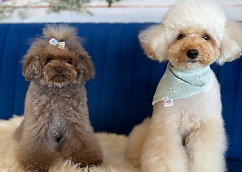 Saskatoon Pet Grooming YXE Pet Parlour