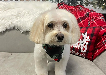 Saskatoon Pet Grooming YXE Pet Parlour