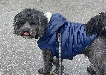 Newmarket dog walker York Professional Pet Sitting & Dog Walking