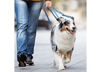 York Professional Pet Sitting & Dog Walking