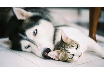 Belleville dog walker Your Furry Godmother Pet Sitting and Dog Walking Service