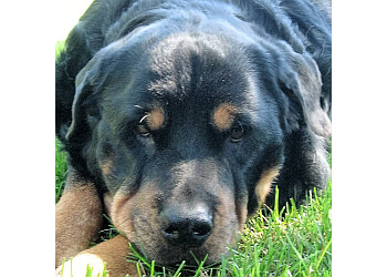 Belleville dog walker Your Furry Godmother Pet Sitting and Dog Walking Service