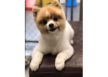 Kelowna pet grooming Yuppie Puppy