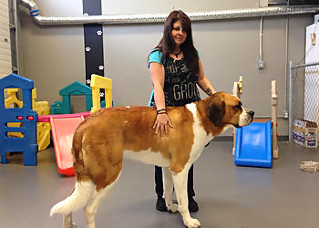 Kelowna pet grooming Yuppie Puppy