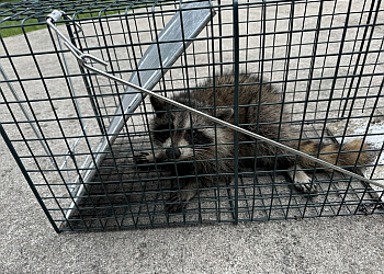 Whitby Services d'extermination de parasites Zolo Pest Control, Inc.