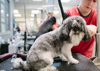 Regina Pet Grooming Zoom Zoom Groom