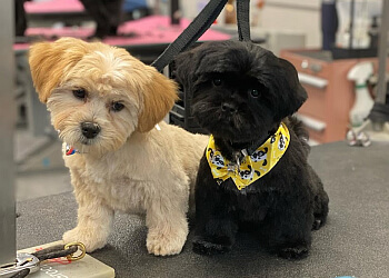 Regina Pet Grooming Zoom Zoom Groom