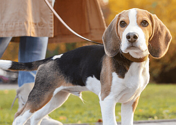 Ottawa Promeneurs De Chiens bwd Petcare