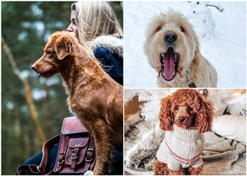 Ottawa Promeneurs De Chiens bwd Petcare