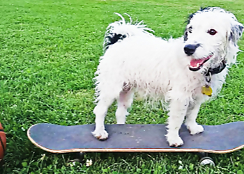 iPaw Dog Training - Burnaby, BC Dog Trainers - Dog Training Session Image