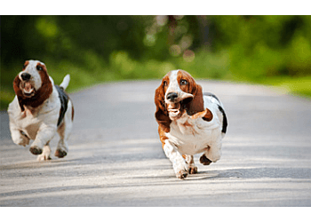 Burnaby dog trainer iPaw Dog Training