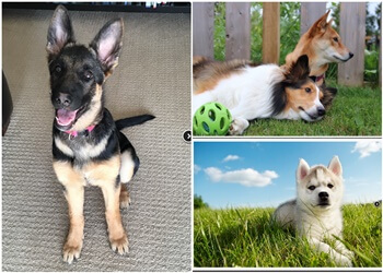 Burnaby dog trainer iPaw Dog Training