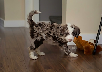 Éducation Canine AniVal - Drummondville, QC Dog Trainers - Puppy Image