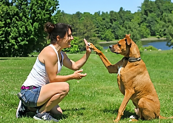 Éducation Canine AniVal - Drummondville, QC Dog Trainers - Dog Training Image