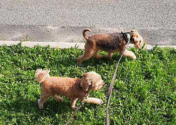 Levis Dresseurs De Chiens Éducation Tony & Co.