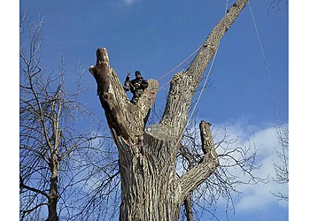 Repentigny tree service Élagage Haute Voltige