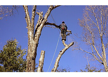 Repentigny tree service Élagage Haute Voltige