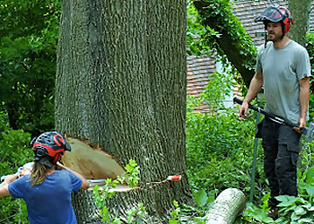 Montreal tree service Élagage M.C.