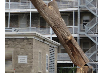 Montreal tree service Élagage M.C.