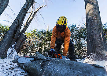 Élagueurs Arbor - Granby, QC Services d'arboriculteur - Outdoor Work Image