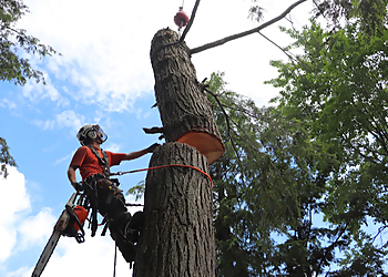 Élagueurs Arbor - Granby, QC Services d'arboriculteur - Project Completion Image