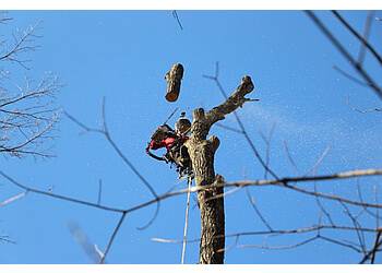 Granby tree service Élagueurs Arbor Inc.