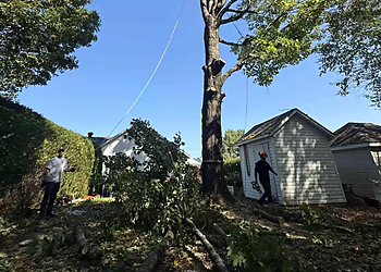 Émondage JAJ Inc. - Sherbrooke, QC Services d'arboriculteur - Residential Service Image