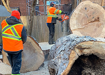 Montreal tree service Émondage JL