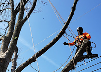 Montreal tree service Émondage JL