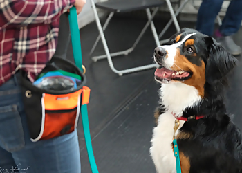 Énergie Canine Estrie - Sherbrooke, QC Dog Trainers - Dog Image