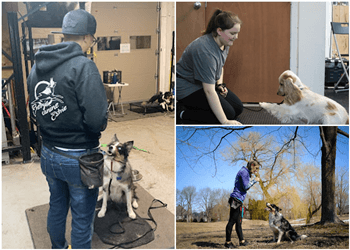 Sherbrooke dog trainer Énergie Canine Estrie